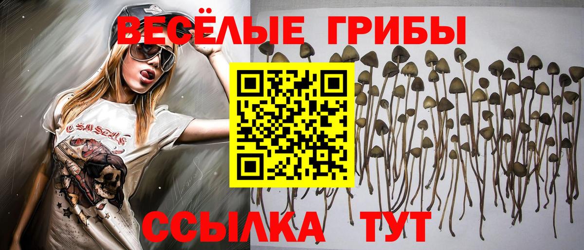 Галлюциногенные грибы Cubensis  Псилоцибиновые грибы Psilocybine cubensis  Вход с VPN  Всеволожск 